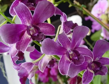 orchidea Dendrobium