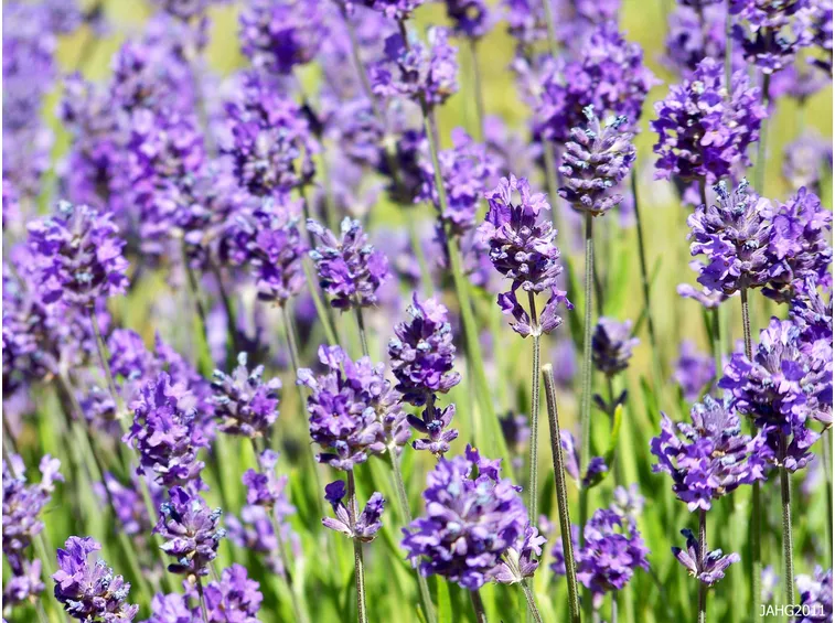 Lavanda