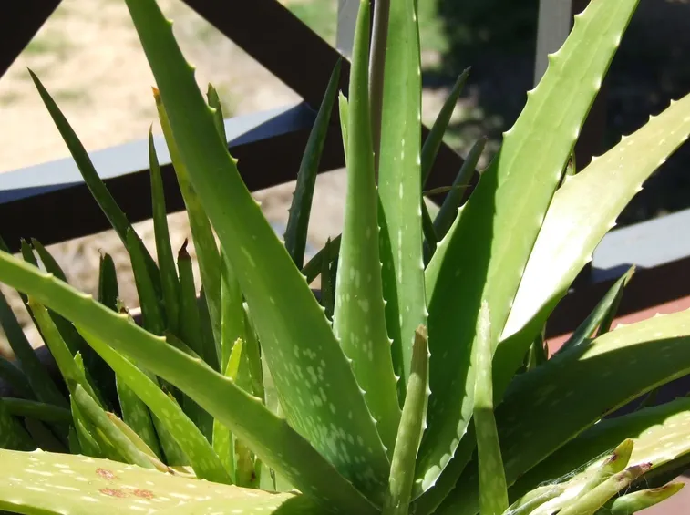 Pianta di aloe