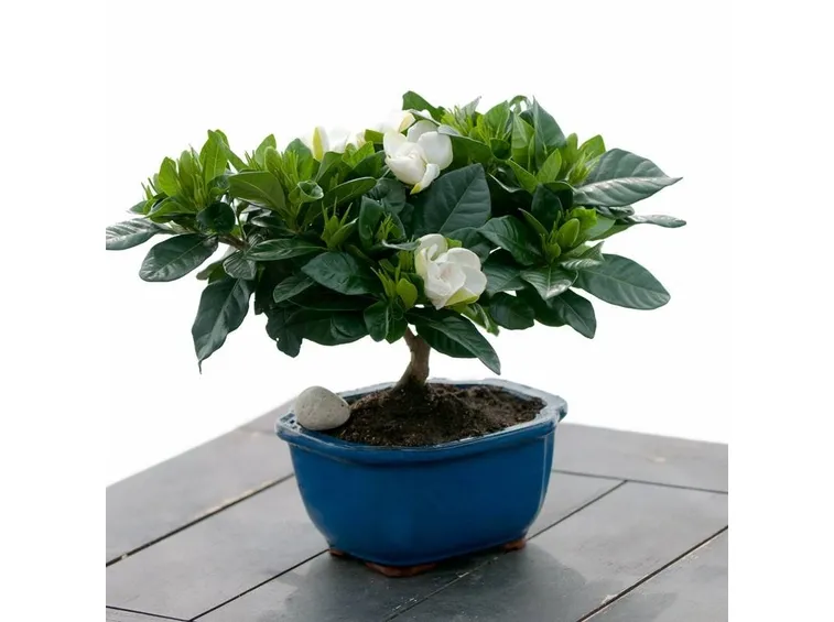 Bonsai di gardenia
