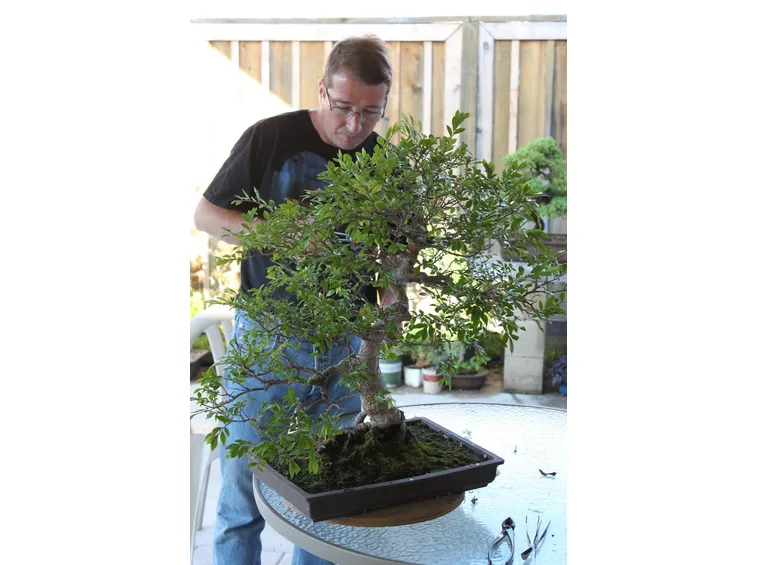 Potatura bonsai di gardenia