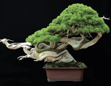 bonsai giapponese