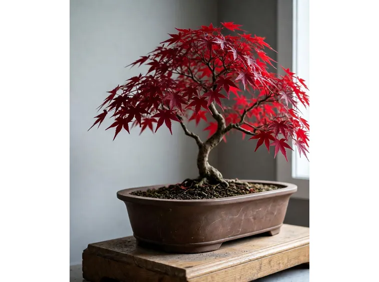 bonsai rosso