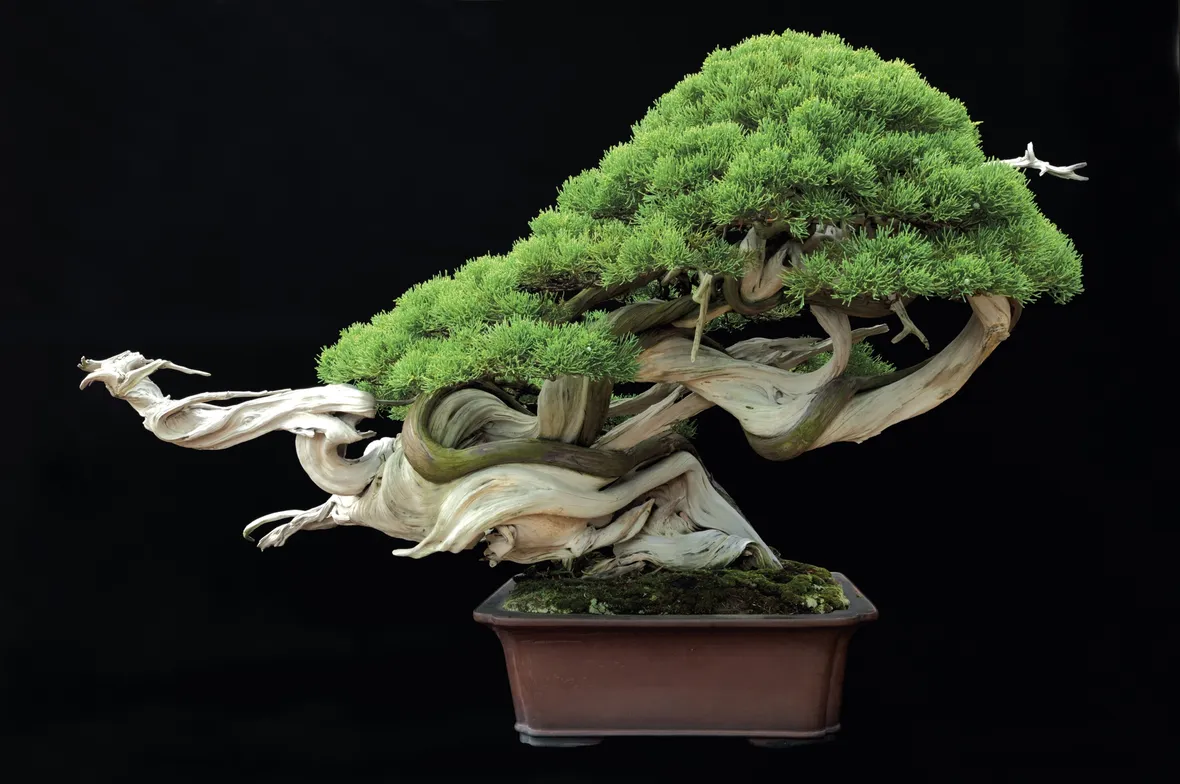 bonsai giapponese