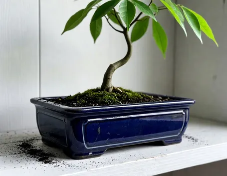 bonsai albero di pepe