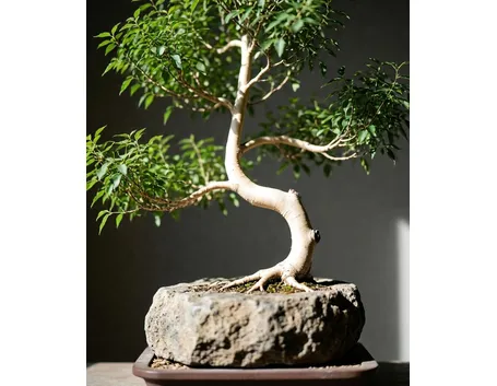 bonsai betulla