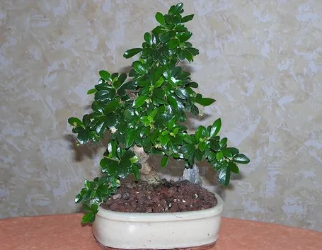 Bonsai carmona