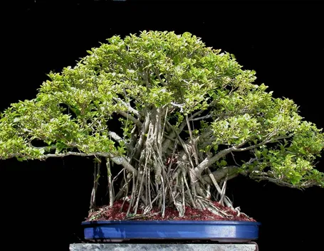 Bonsai di Ficus microcarpa