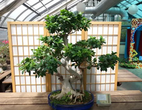 bonsai di ficus retusa