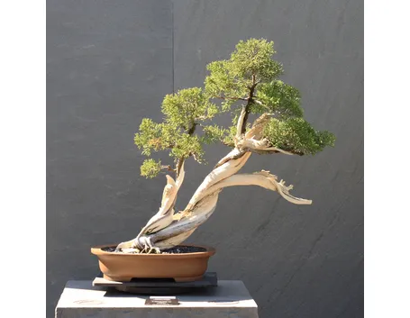 bonsai ginepro