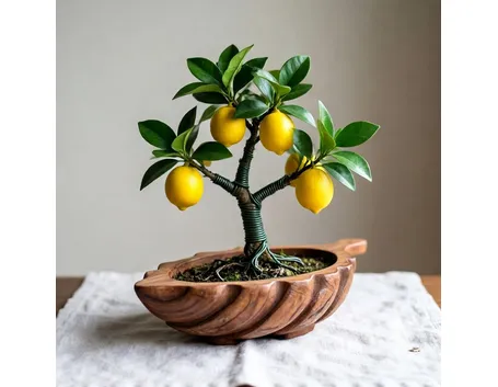 Bonsai limone cure