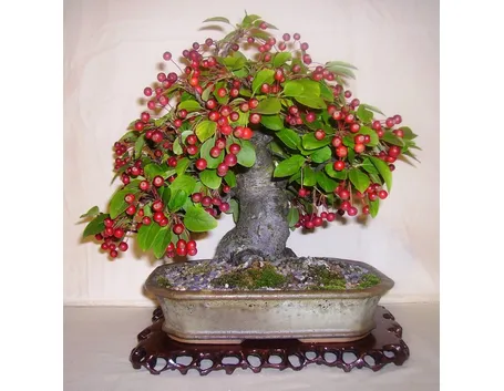 Bonsai melo