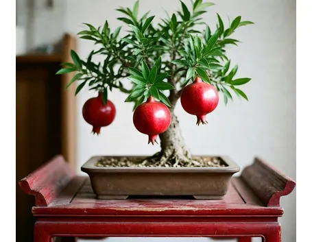 bonsai melograno