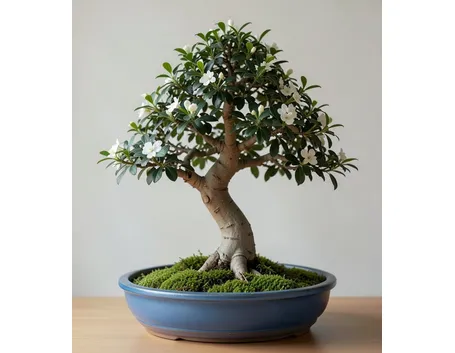 bonsai mirto