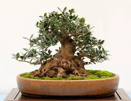 Curare bonsai olivo