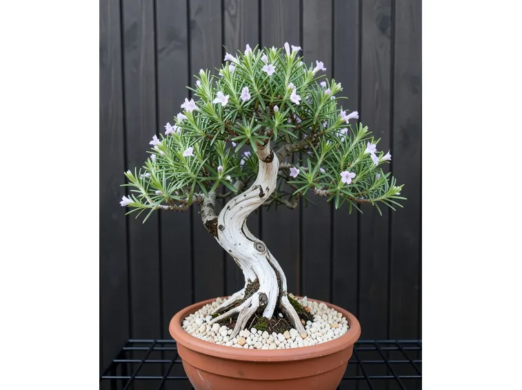 bonsai rosmarino curvo