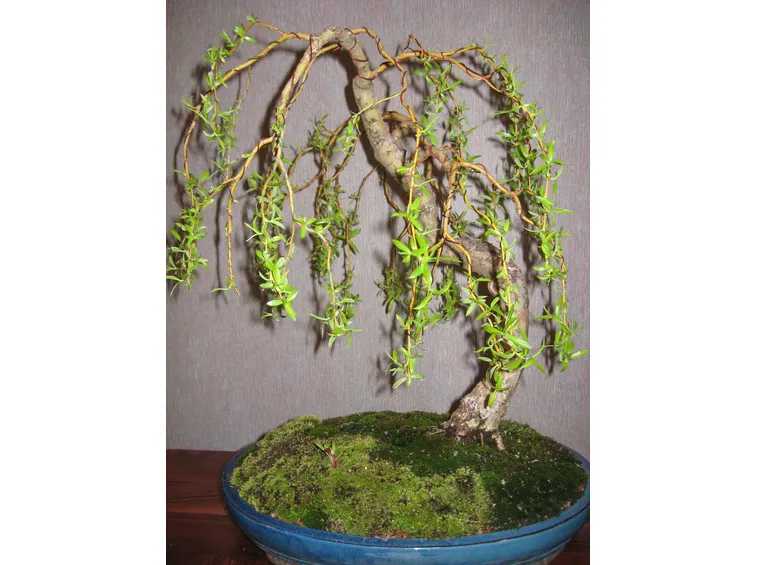 stile bonsai
