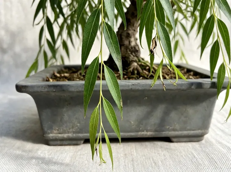 bonsai malato