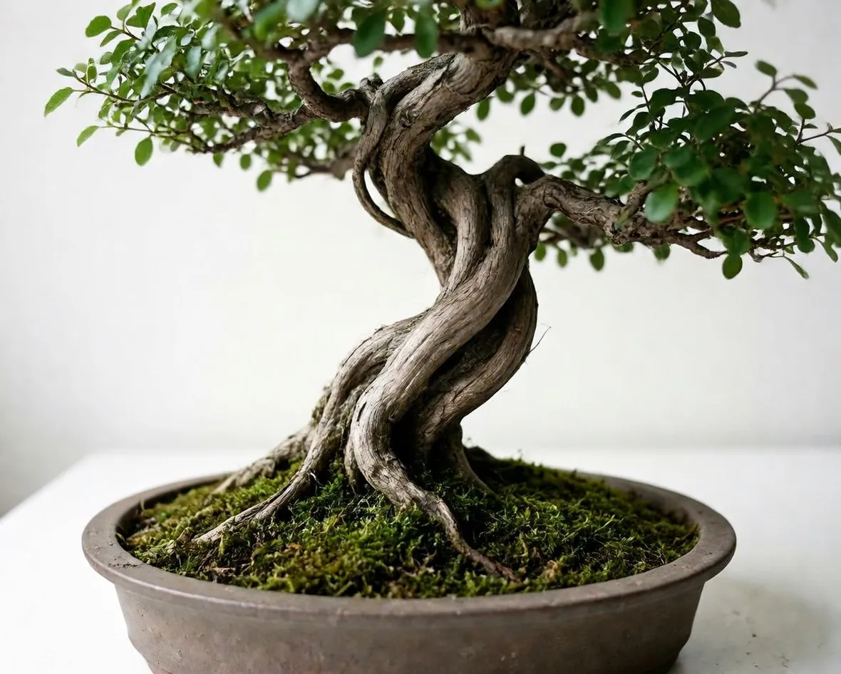bonsai
