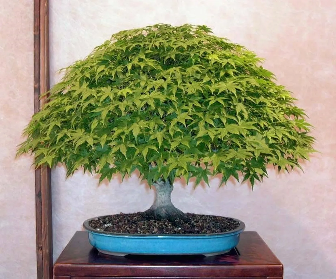 Esempio di bonsai di acero. Fonte: www.bonsaiclubtorino.it.
