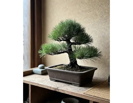 Bonsai di abete completamente maturo