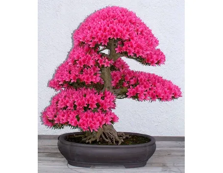 bonsai azalea