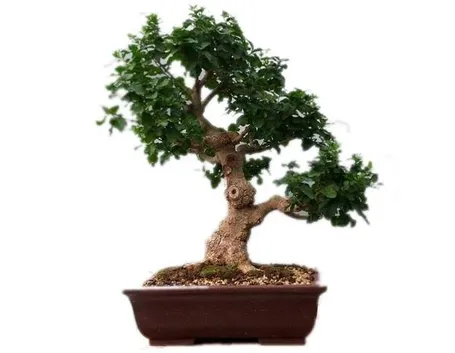 bonsai mandarino