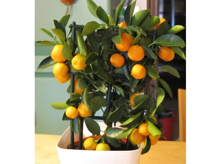 mandarino in fiore