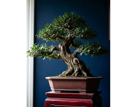 bonsai quercia
