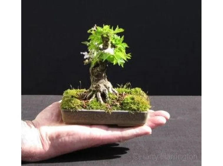 malattie bonsai