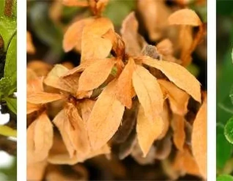bonsai foglie gialle