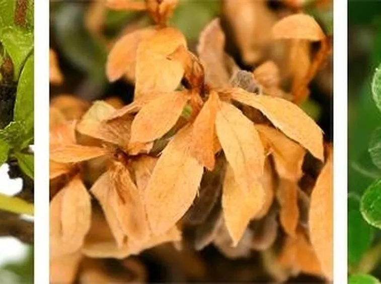 bonsai foglie gialle