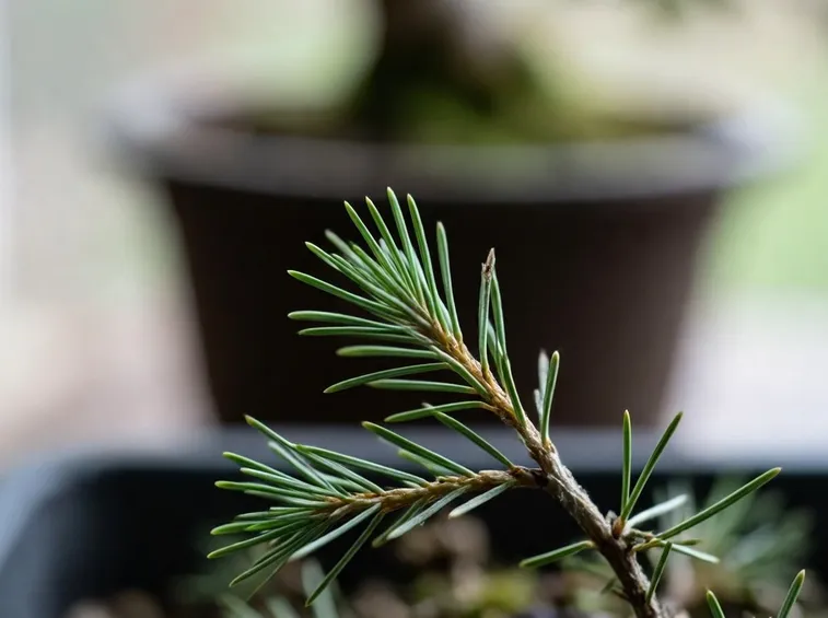 malattie bonsai