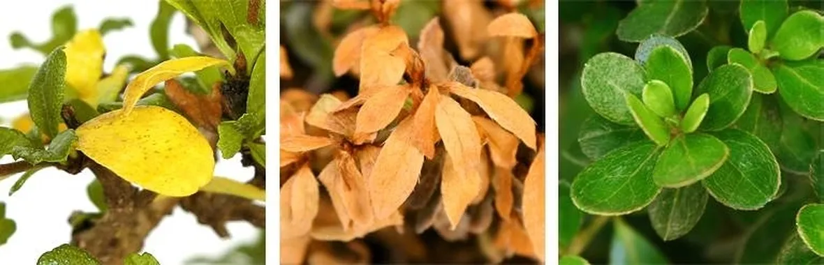 bonsai foglie gialle