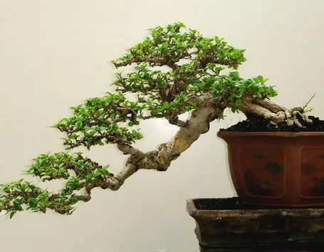 Bonsai stili