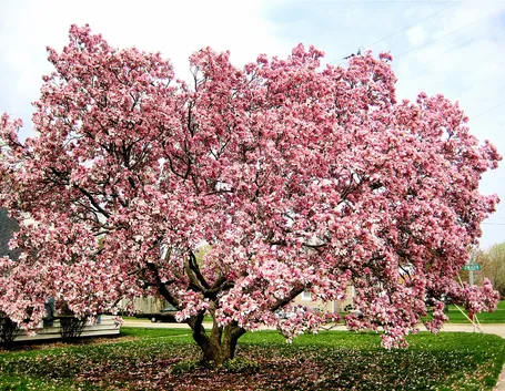 Delle magnolie coltivate lungo un viale, in campagna.