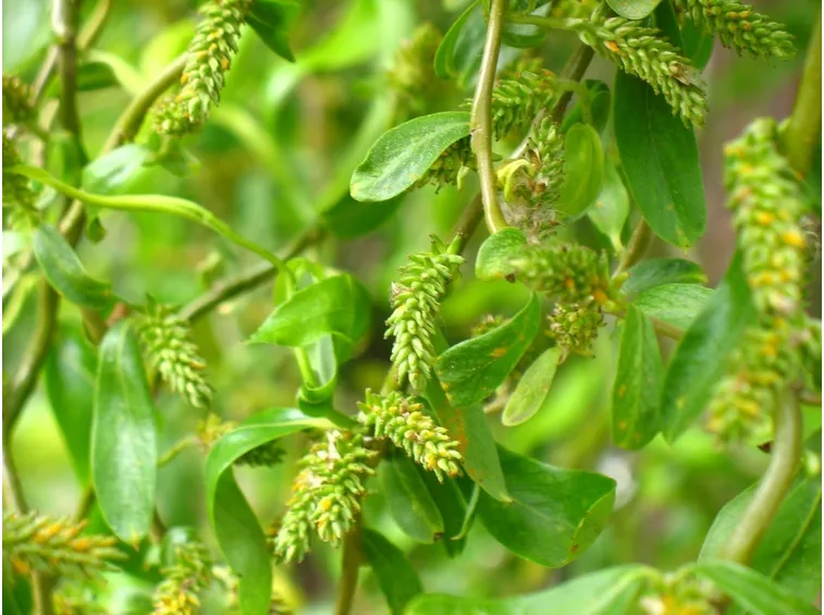 pianta salix babylonica