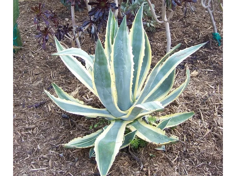 agave1