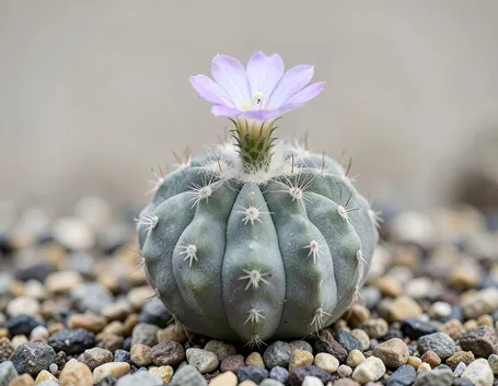 Ariocarpus