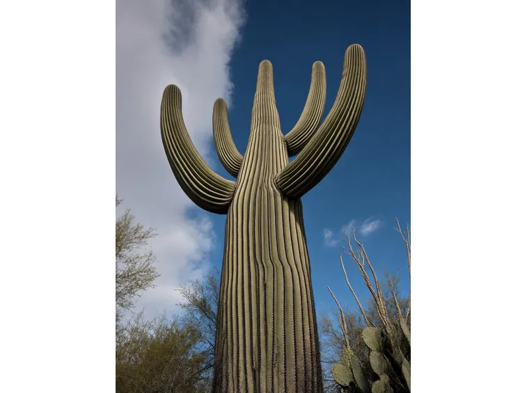 cactus gigante
