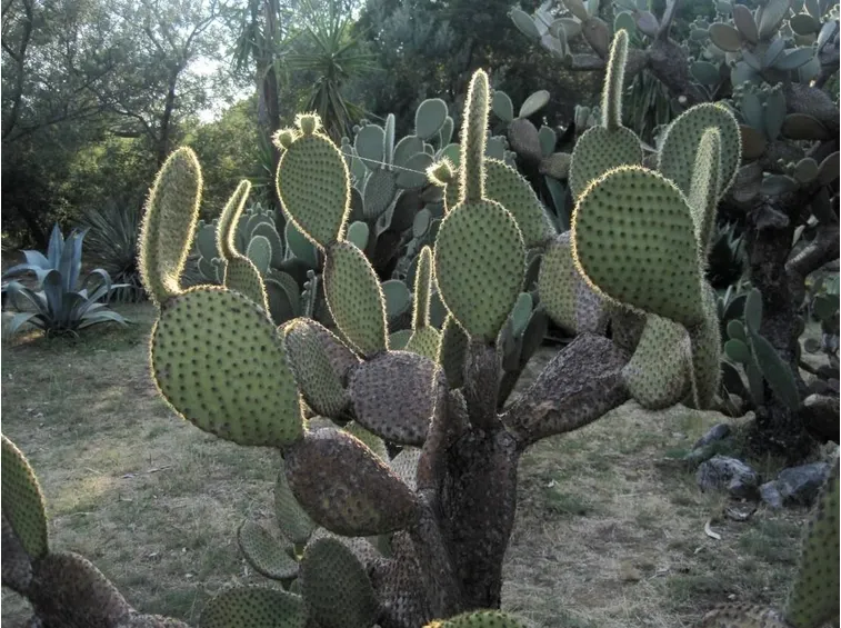 cactus giganti