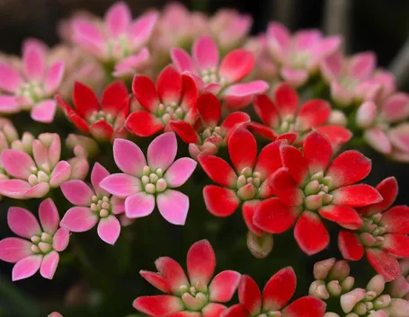 Coltivare il sedum