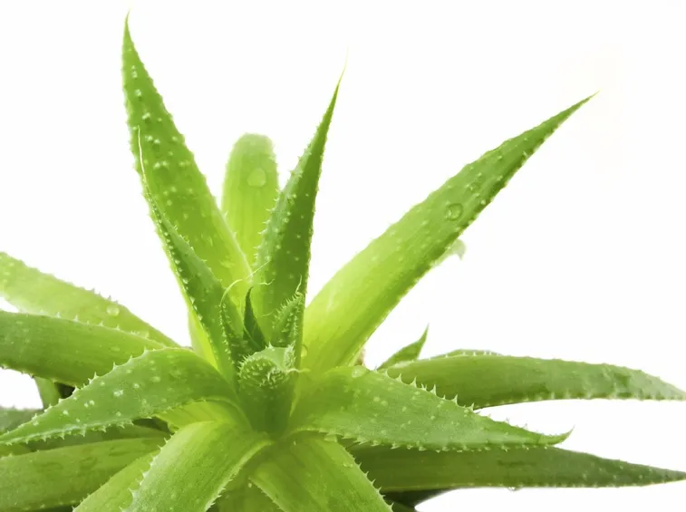 pianta aloe