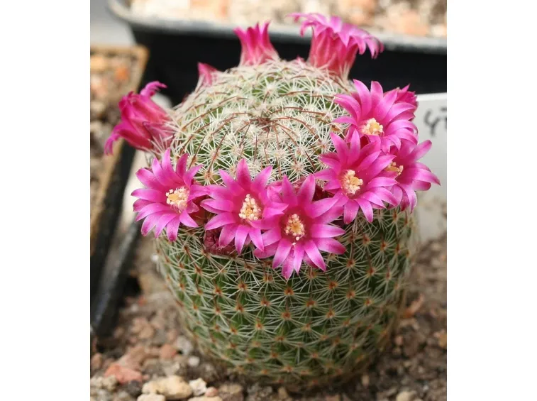 fiori mammillaria