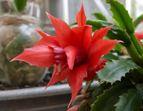 fiore