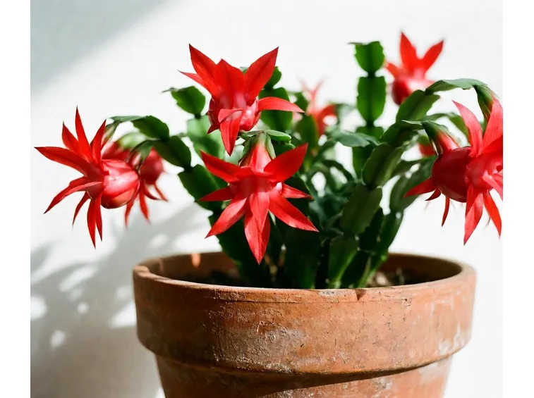 fiori rossi