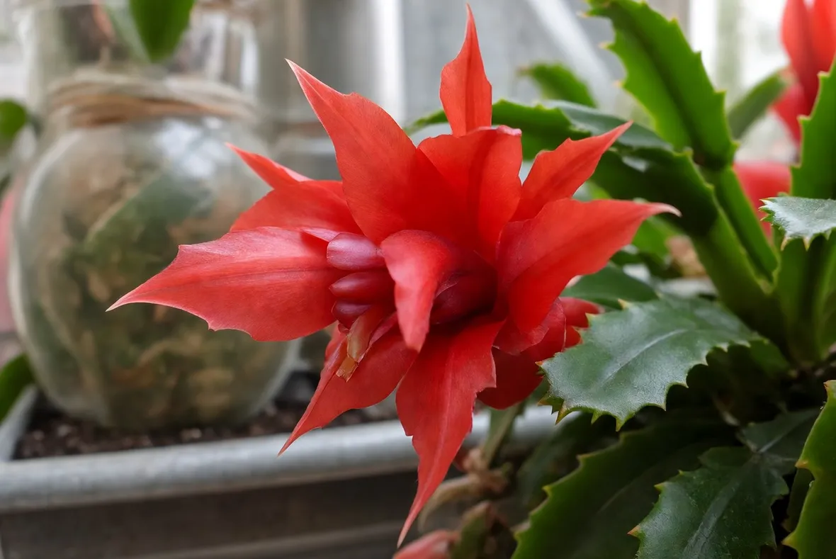 fiore