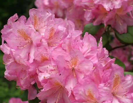 fiori azalea