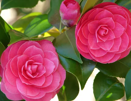 Camelia malattie