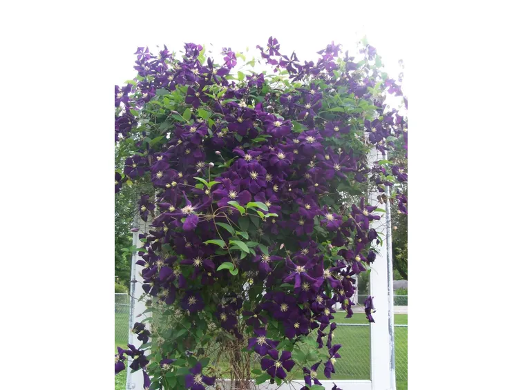 fiori viola